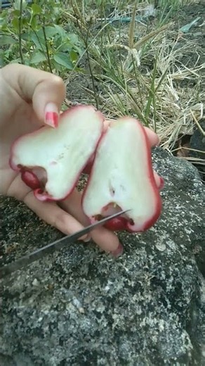 Unboxing jambu citra #jambucitra #fyp #buah