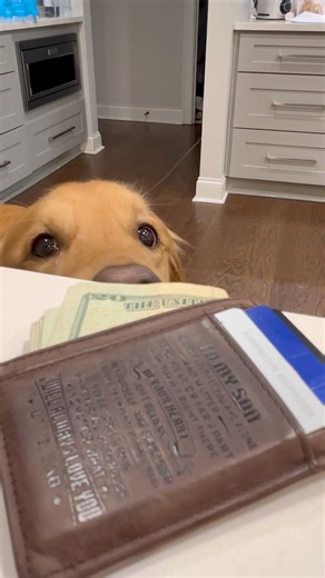 1.4M views · 59K reactions | My dog learned how to use a copy machine! #dog #goldenretriever | Aguyandagolden | Facebook