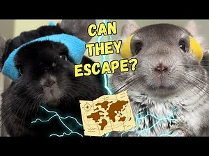 The Chinchilla Maze: Who Will Escape? (Event 5)