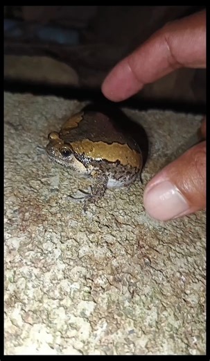 FUNNY FROGS JUMPING😁😂 #frog #jumping #funny #animals