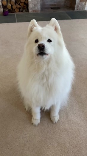 Adorable Samoyed Compilation: Funny Talking Dog Videos