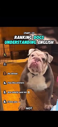 Ranking Dogs Understanding English