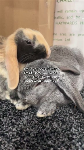 Navigating Grief and Anger After Pet Loss