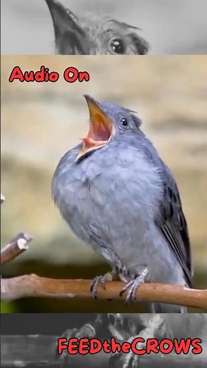 Turn On Sound 🔊One of the Loudest Bird Calls Ever | Screaming Piha (Slow motion) #funny #shorts