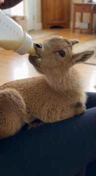 Orphaned Alpine Ibex Baby Rescued — Then Returned to the Wild 🏔️🐐❤️