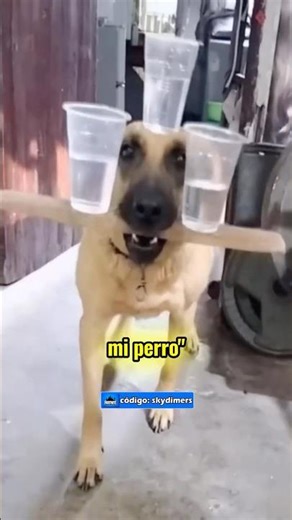Llevé Restos De Mi Perro A La Escuela Y Salió Mal 🩸🐶