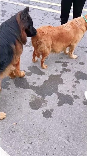 Training base between dog activities@ 3