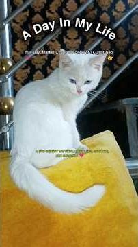 💗 A Day In My Life | Day 10 – Fun Day, Market Chaos aur Snowy Ki Cutest Nap🐱 #adayinmylife #minivlog