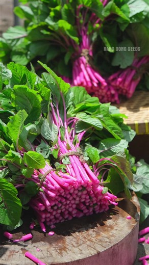 Thu hoạch dền hồng thôi bà con ơi ##gardening | rau dền hồng