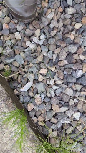 ​夏の曇り空、無心の草むしり。スギナを草マルチにしてみる実験。