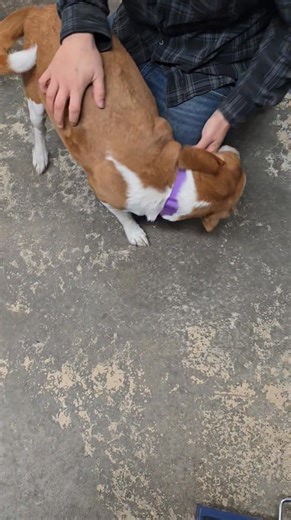 Marley, a 5 year old mixed breed is now ready to find her new furever home. She is spayed, soon to be microchipped, up to date on her vaccines, dewormed, on flea, tick, & heartworm prevention, and tested positive for lymes & ano but is being treated for it. Marley came to us because her owner could no longer care for her. Marley is a happy lady. She is super sweet and loving and doesnt have a care in the world. She is crate trained, potty trained, and knows some basic commands. If you are intere