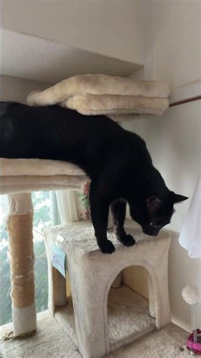 🐈‍⬛ Cute Black Cat Bob from Japan 🇯🇵