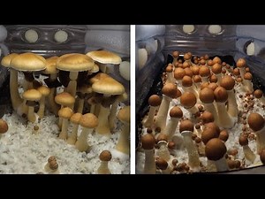 Incredible Time-Lapse Of Mushrooms Growing