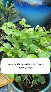 123K views · 1.1K reactions | El error que no deja florecer tu jazmín . . . . . . . . . . ¿Quieres un jazmín lleno de flores y con un aroma increíble? te comparto un truco para estimular su crecimiento, fortalecer sus raíces y lograr una floración más abundante. para que tu jazmín se mantenga sano, verde y lleno de vida. #Jardinería #abonoorganico #jardinagem #garden #vivero | Jardineria Online | Facebook