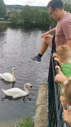 Hero save baby Swan. 🦢 | Furzy Rescue