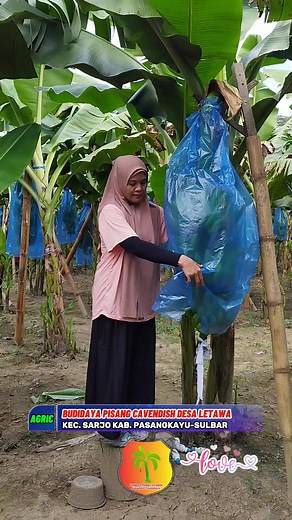 PISANG CAVENDISH (Musa Acuminata Cavendish) Merupakan Salah Satu Pisang Yang Banyak Dikonsumsi Oleh Masyarakat. Pisang Cavendish Memiliki Kandungan Nutrisi Yang Baik Bagi Tubuh, Seperti Karbohidrat 22,2 Gr, 0,2 Gr Lemak, Protein 1,1 Gr, Air 75,7%, Vitamin A, C, Thiamin, Riboflavin, Dan Niacin. Kandungan Nutrisi Yang Baik Menjadikan Buah Pisang Cavendish Dikonsumsi Sebagai Pengganti Bahan Pangan Seperti Kentang Pada Berbagai Negara Belahan Dunia #agriculture #cavendish #petaniplasma #contractfarm
