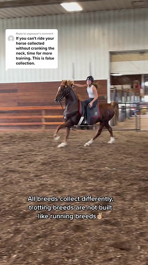 Understanding How Different Breeds Collect: A Horse Lover's Guide