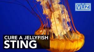 THIS is the right way to treat a jellyfish sting. Hint: Don’t pee on it.