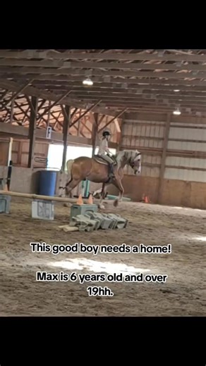 Need a gentle giant in your life? Adopt max ! #horses #horse #horsesofinstagram #equestrian #horseriding #equine #equestrianlife #dressage #horselove #horselover #pony #horselife #showjumping #pferd #instahorse #horsebackriding #pferde #caballos #love #cheval #equestrianstyle #photography #dressagehorse #horsepower #horserider #horseshow #horsemanship #nature #horsephotography #equinephotography cheap horses for sale cheap horses for sale near me really cheap horses for sale cheap horses for sal