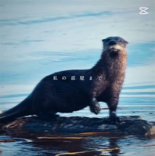 …………..………