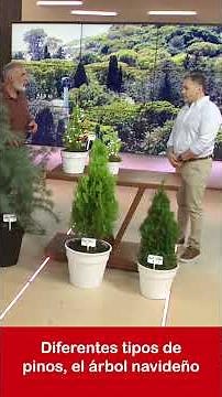 Different types of pine trees, the tree with Christmas spirit