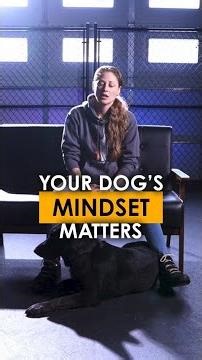 Your Dog's Mindset Matters