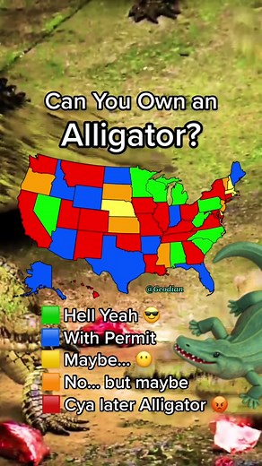 Can You Have a Pet Alligator? Exploring Ownership Possibilities