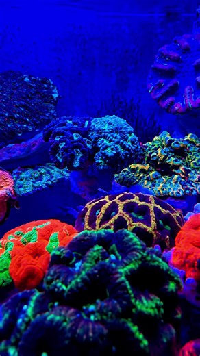 89K views · 8.2K reactions | Polo Reef After Dark The Rebirth of the LPS Tank 視 Why do all our holding tanks turn into sexy display tanks?! | Polo Reef by Andrew Sandler | Facebook