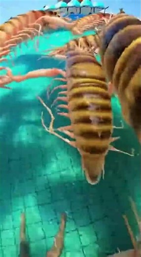 Waterslide into pool full of giant fish #funny #memes