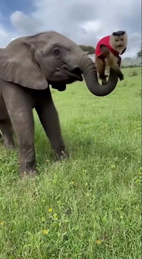 Funny Elephant and Monkey Moments You Can’t Miss! 🤣