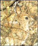 Hare hunting info online - Horse & Hound