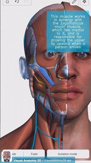 Visual Anatomy 3D - Facts about the Zygomaticus minor muscle