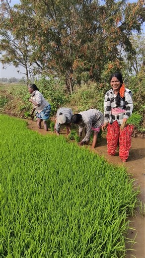 ఫ్రెండ్స్ నాటు మొత్తం కరాబ్ అయింది మళ్ళీ రెండోసారి వేస్తున్నాను