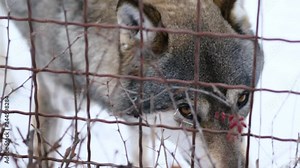 Sad gray wolf in captivity behind the bars at the zoo. Close up