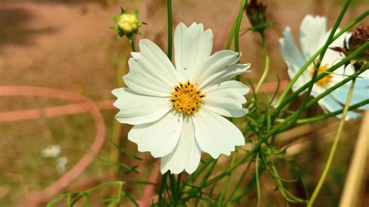 Beautiful white cosmos flower in full bloom outdoors