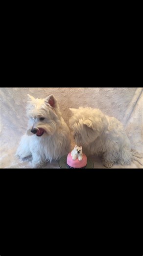 Mama gave Piper and Pickles the Westie cake topper of her birthday cake—they loved the fondant—the cake was a real hit with them both ❤️ #funnydogsofinstagram #westhighlandterrier #westies #doghumor #dogsandpals #westielove #lovemydog #FunnyDogs #westiesofinstagram #dogsofinstagram | The Piper Chronicles