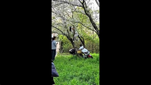 Outrage in China after woman fells 20-year-old cherry blossom tree by climbing on it for photo op