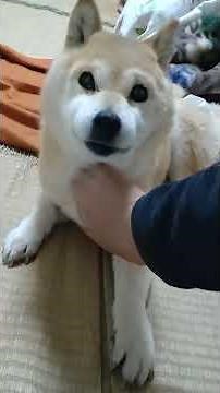 【柴犬】首を撫でられる柴犬#柴犬