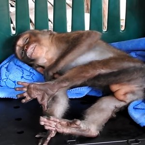 78K views · 1.2K reactions | Fruit In Her Mouth, Baby Lori Is In So Bad Situation Right Now_ Break Heart To See This. #monkeylove #monkeys #MonkeyLife #monkey #babymonkey #monkeyface #monkeyanimal #amazing #facebook #amazon #newyork #videovirales #worldless #animals | Avata Monkeys | Facebook