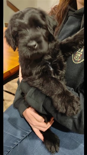 Our baby Umbreon 💛🖤 #PuppyLove #NewPuppy #giantschnauzerpuppy #pokemon