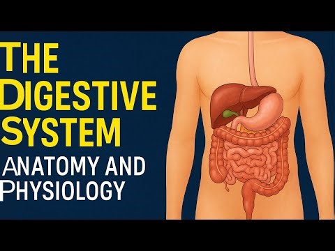 The Digestive System Anatomy and Physiology.