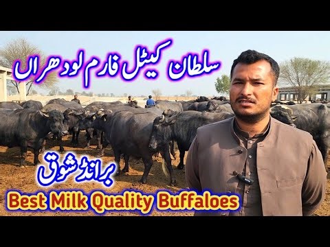 Best Milking Buffalo Farm | Dairy Farming Tips | Nili Ravi Buffalo Farms |Top Gabban Jhotian Farming
