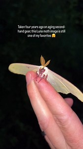 224K views · 14K reactions | I will always treasure this Luna month image. Advanced camera equipment can help, but depending on your goals it’s absolutely not always needed.  E-M1 MKII | M.Zuiko 60mm | Godox V350 | Diffuser #macrophotography #omsystem #moth | Ben’s Small World | Facebook