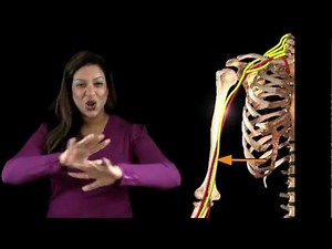 Funky Anatomy EXAM ANSWERS Median Nerve