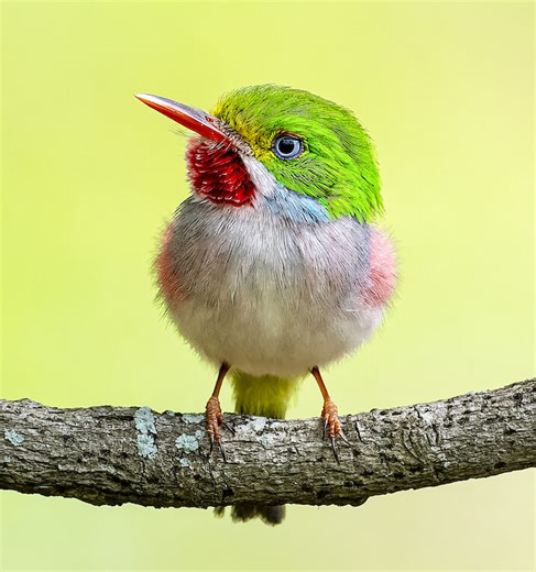 Birding Tours of Cuba in 2025 with BirdsCaribbean