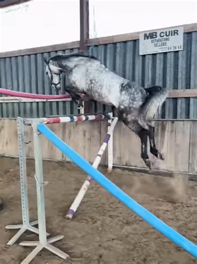 Horse Airlines: The Ultimate Flop in Jumping!