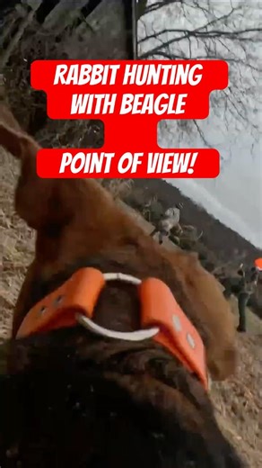 Beagle Hunting Point of View! #hunting #outdoors #wildlife #pointofview #beagle #rabbit #shorts