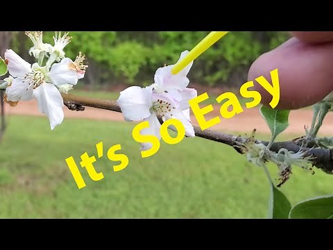 Hand Pollinating Fruit Trees