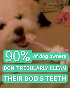 Bad breath can be the first sign of greater health problems for your dog. Kiss goodbye to dirty gums and the heart & liver diseases that follow it. Learn more below. | Mighty Munch