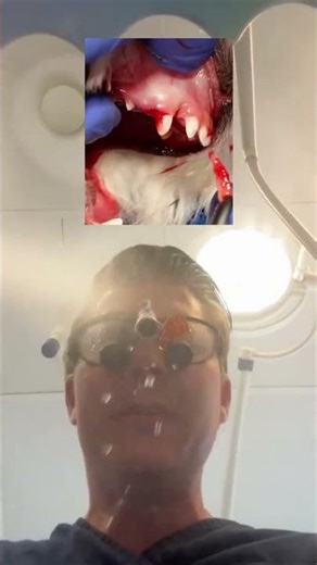 Persistent deciduous canines RELIEF #veterinarydentistry #vetdentistry #mortenvetdentistry